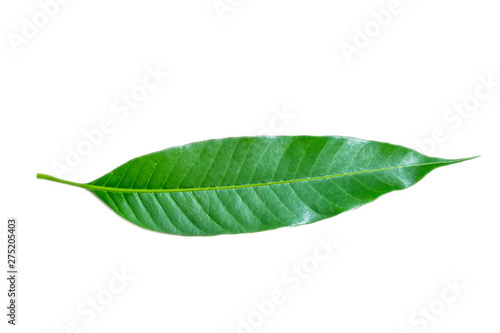 mango leaves on a white background