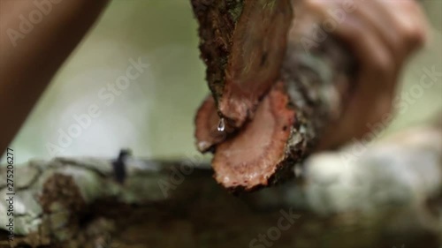 Tree sap and water quickly flowing out of branch photo