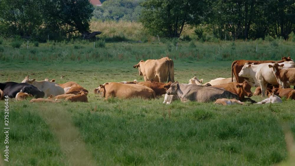 Herd of cattle with cows, calves and a bull trying to pair with a cow on a meadow on a hot summerday. – filmed in 4K with 100fps Herd of cattle with cows, calves and a bull trying to pair with a cow on a meadow on a hot summerday. – filmed in 4K with 100fps