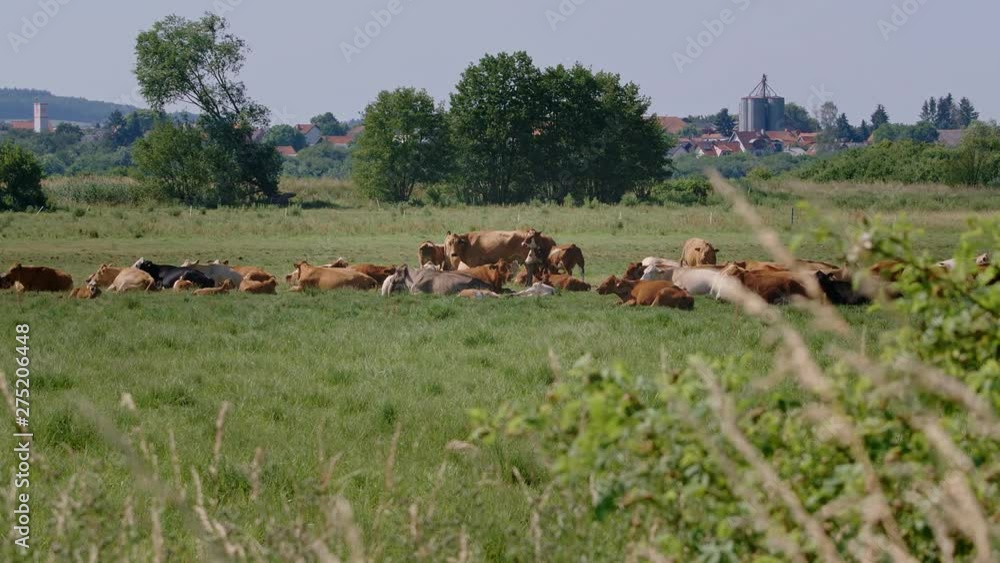 Pasture with a herd of cattle with cows, calves and a bull, viewing a small farm and agriculture in the background behind the meadow – filmed in 4K with 100fps Pasture with a herd of cattle with cows, calves and a bull, viewing a small farm and agriculture in the background behind the meadow – filmed in 4K with 100fps