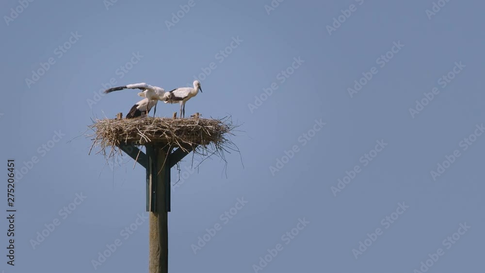 Stork nest with hatchlings on a clear summerday – filmed in 4K with 100fps Stork nest with hatchlings on a clear summerday – filmed in 4K with 100fps