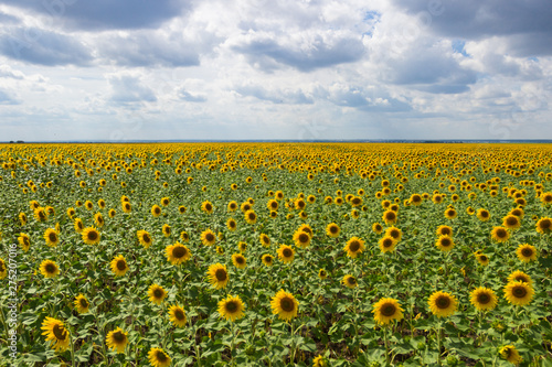 A field of sunflowers against the blue sky. Concept harvest