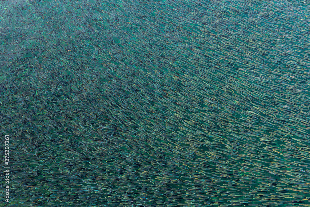 Fish background shot Fish background shot