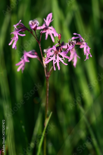 Wallpaper Mural Pink flowers in the meadow. Torontodigital.ca