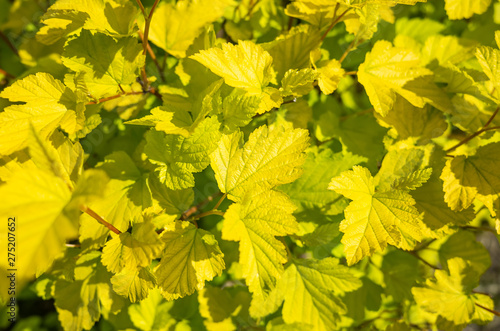 Yellow leaves of a bush. Bright sunshine. Autumn concept.
