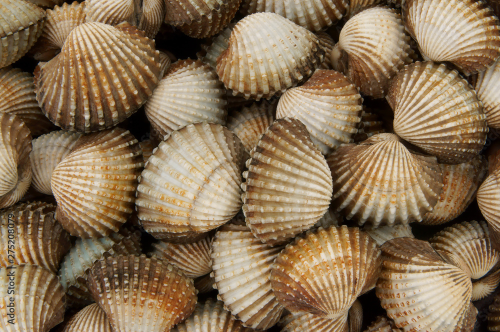 Cockles background