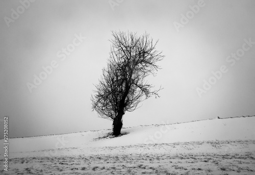 Einsamer Baum photo