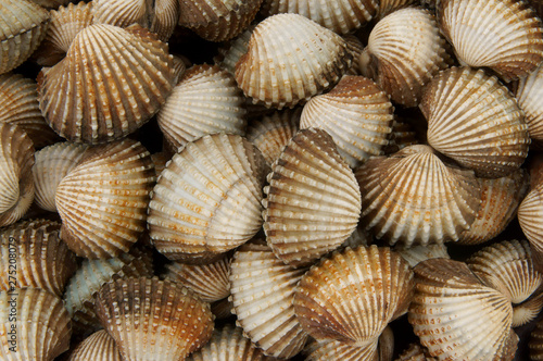 Cockles background
