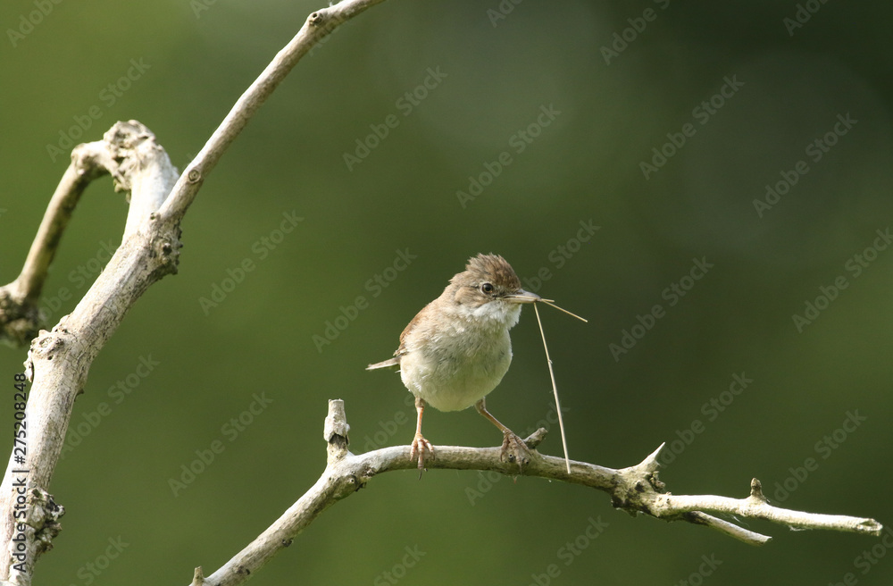Fototapeta premium A beautiful Whitethroat, Sylvia communis, perching on a branch in a tree with nesting material in its beak.