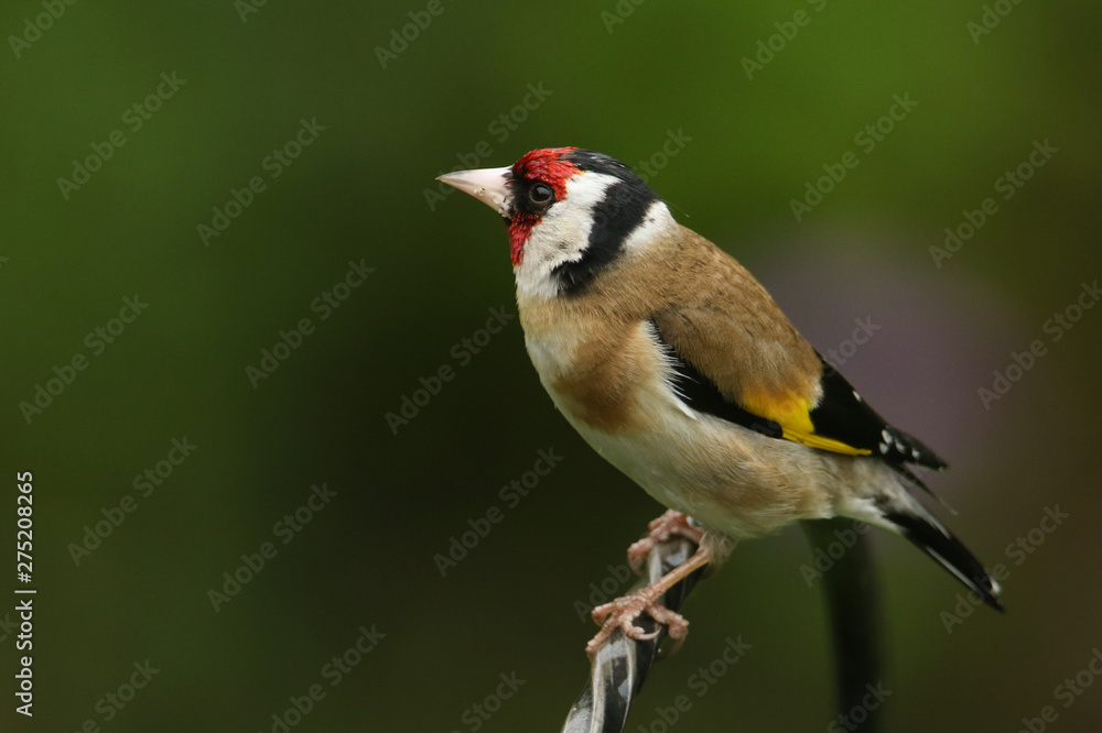 Obraz premium A pretty Goldfinch, Carduelis carduelis, perched on a metal post.