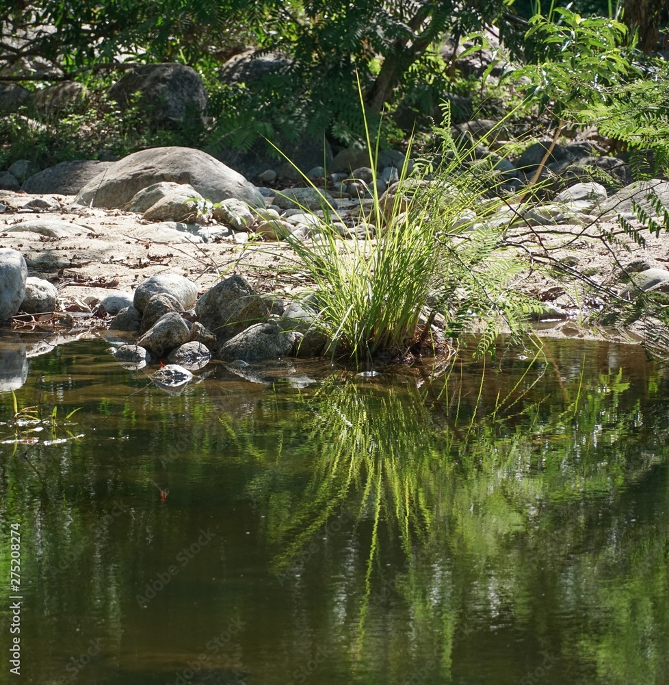 Fototapeta premium clump of grass reflection