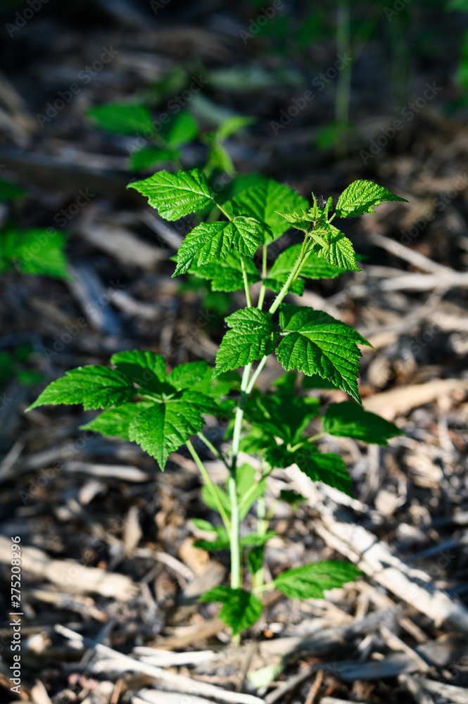 Fresh green leaves of blackberry. Fresh green leaves of blackberry.