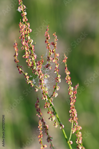Dew drops on a sorrel web. © lapis2380