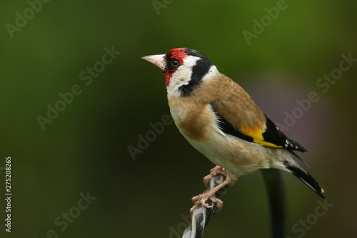 A pretty Goldfinch, Carduelis carduelis, perched on a metal post.