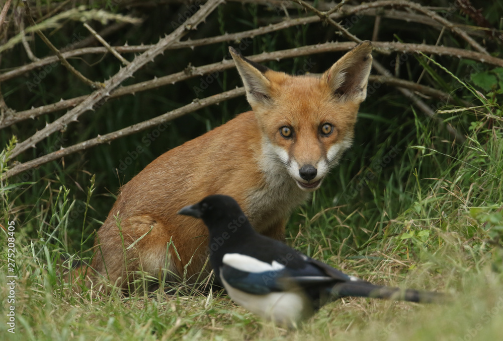 Fototapeta premium A cute wild Red Fox cub, Vulpes vulpes, watching a Magpie feeding in the long grass.