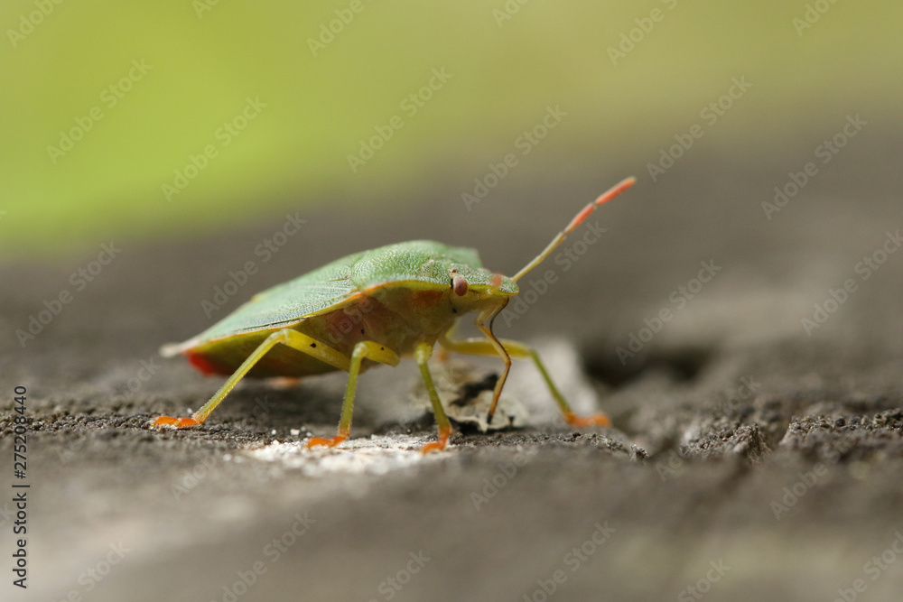 Obraz premium A Common Green Shieldbug, Palomena prasina, feeding standing on a wooden fence. 