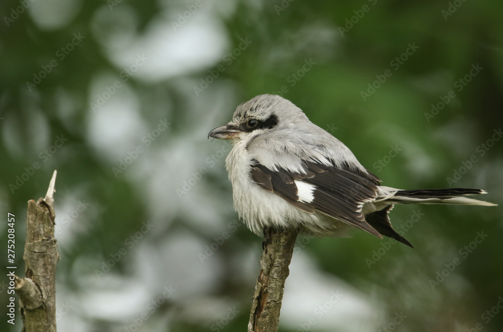 Obraz premium A magnificent rare Great Grey Shrike, Lanius excubitor, perching on the tip of a branch on a dark, windy, rainy day. It is looking around for food to capture and eat.