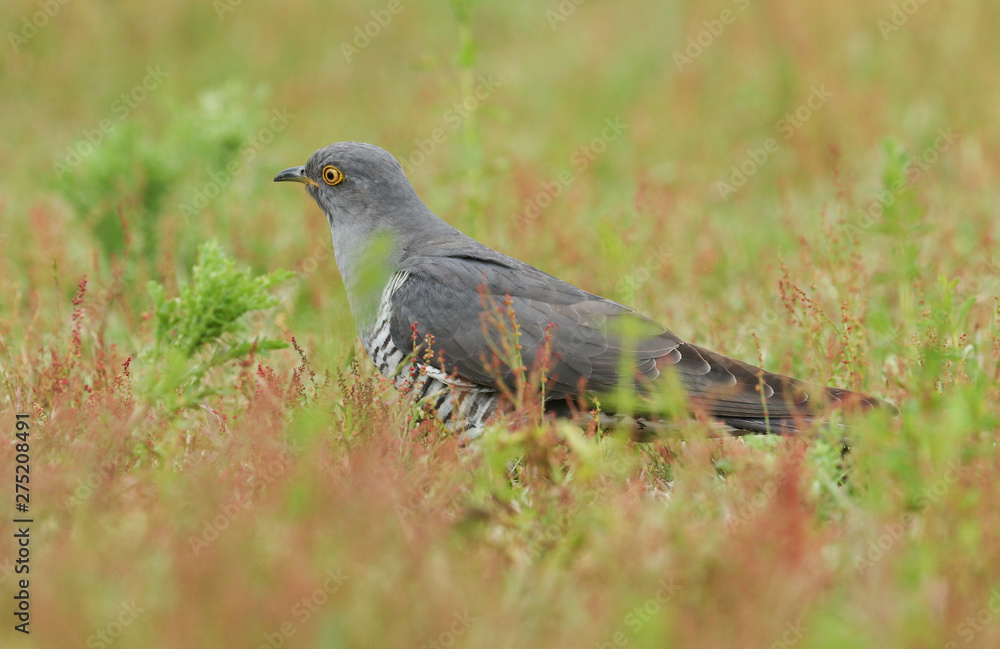 Fototapeta premium A stunning Cuckoo (Cuculus canorus) searching on the ground in a meadow for food. 