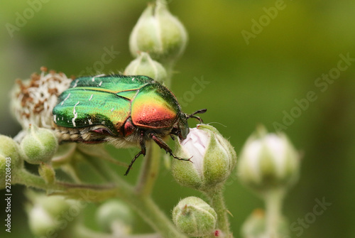 A pretty Rose Chafer or the Green rose Chafer Beetle, Cetonia aurata, nectaring on a bramble flower.