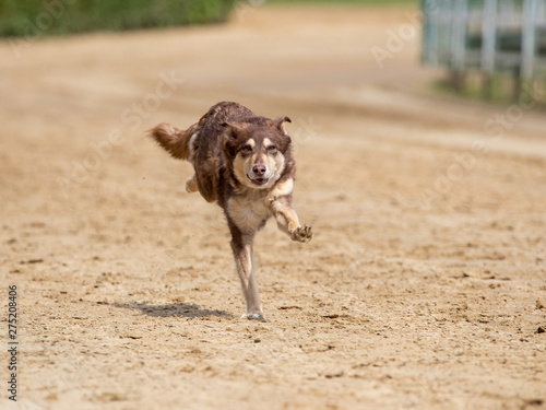 Ein freigestellter Alaskan Malamut währen eines Hunderennens auf einer Sandbahn photo