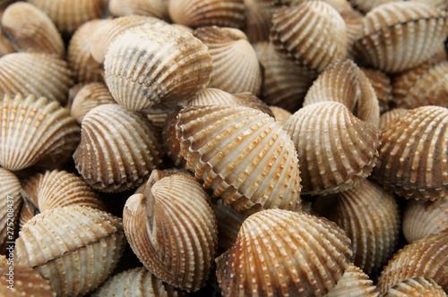 Fresh raw cockles  seafood background