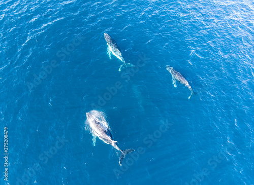 humpback whale