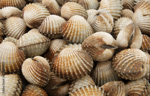 Fresh raw cockles  seafood background