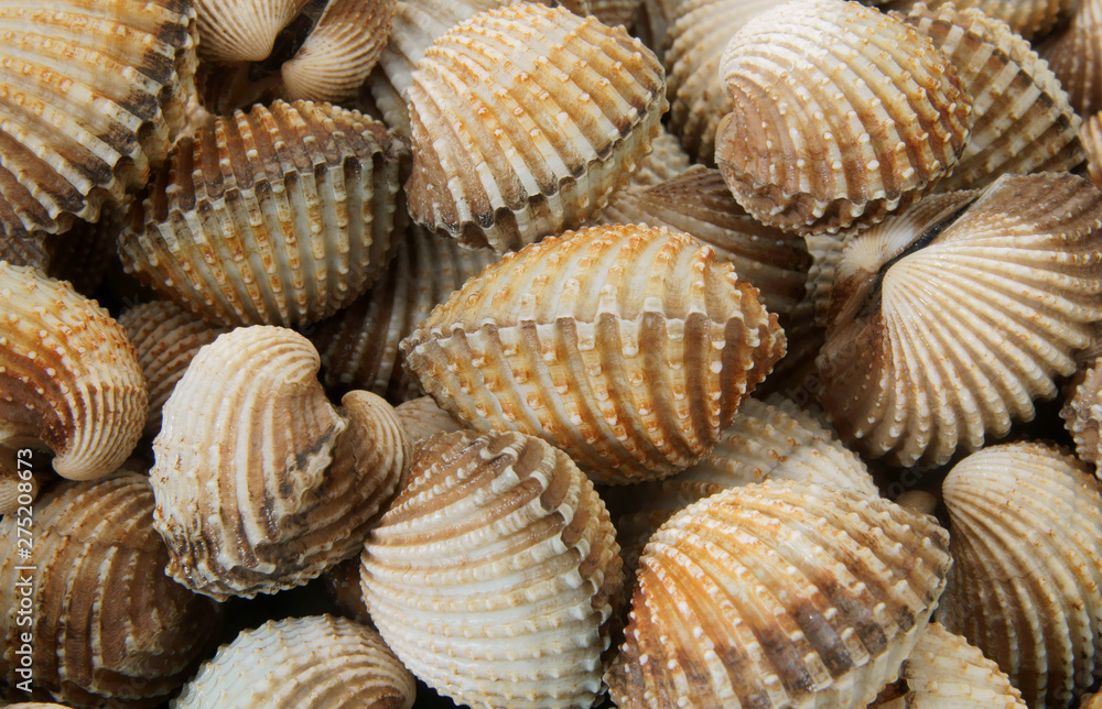 Fresh cockles as background