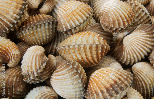 Fresh cockles as background