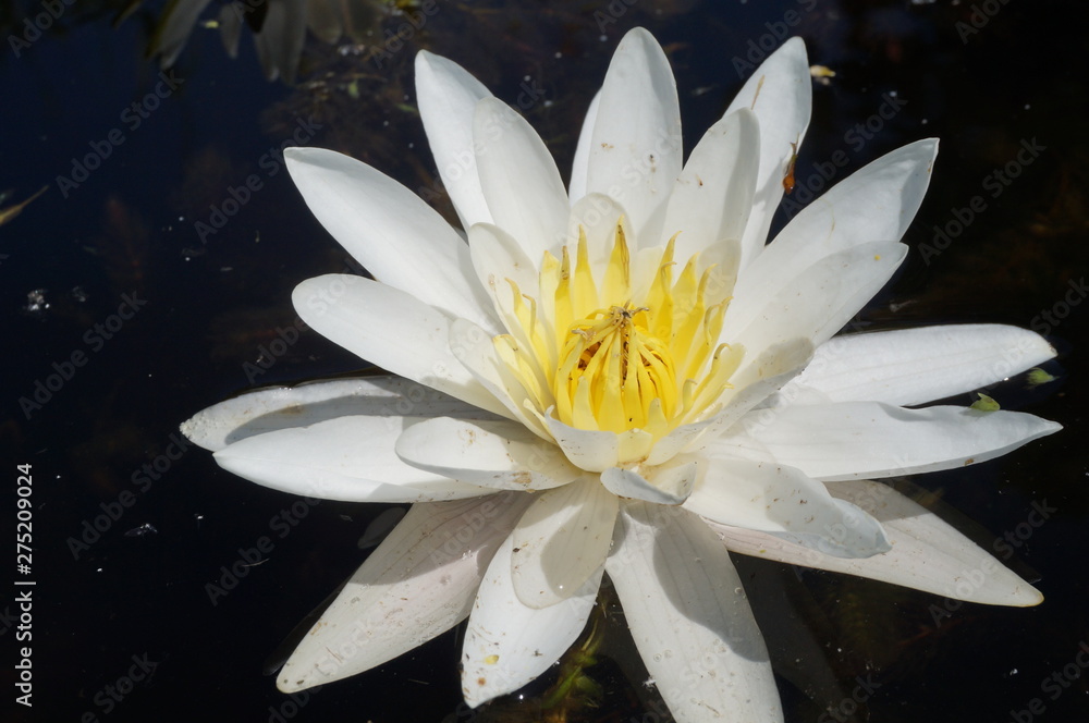 Beautiful white lotus flower with water droplets on the petals blooming in the pond and green lotus leaves around. Beautiful white lotus flower with water droplets on the petals blooming in the pond and green lotus leaves around.