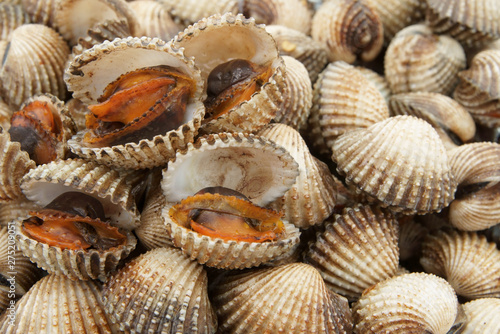Cockles as seafood background