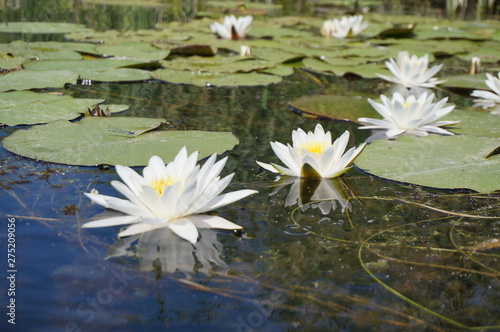 Beautiful white lotus flower with water droplets on the petals blooming in the pond and green lotus leaves around.