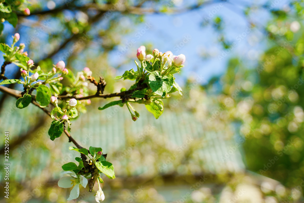 White blossom flower on apple tree branch in spring bloom full of bright light. White blossom flower on apple tree branch in spring bloom full of bright light.