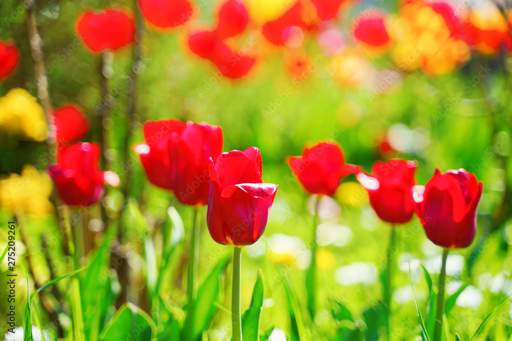 Fototapeta premium Red tulips in the garden