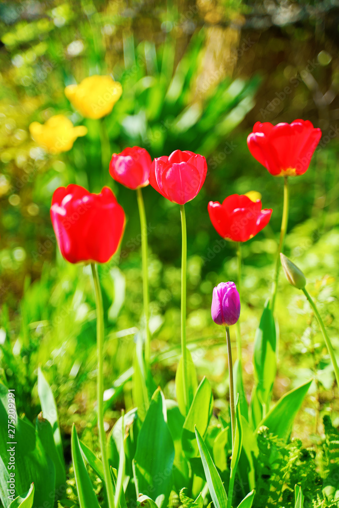 Fototapeta premium Red tulips in the garden