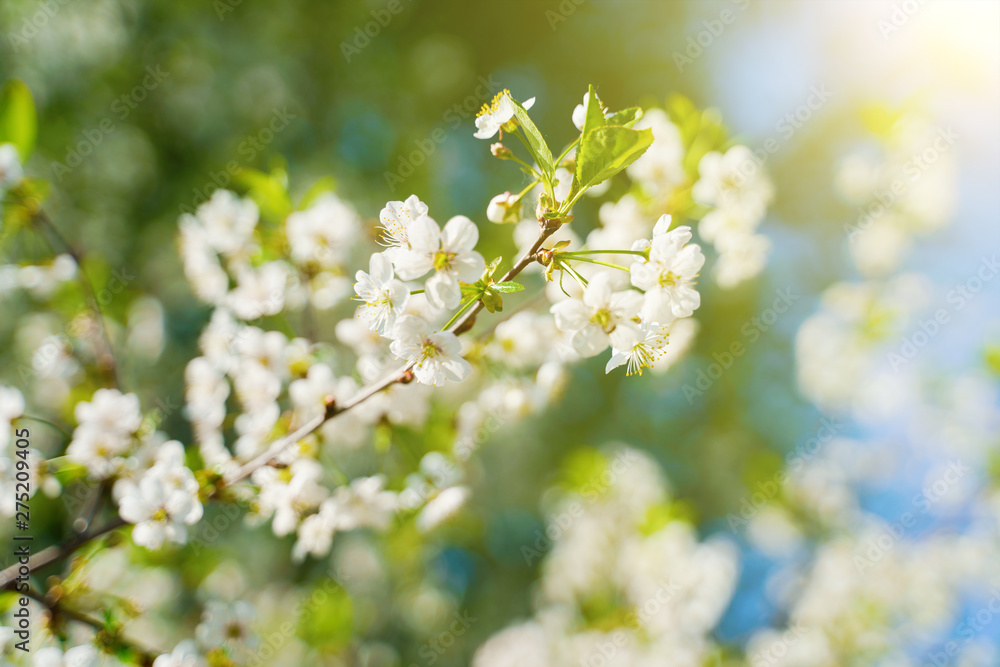 White blossom flower on apple tree branch in spring bloom full of bright light. White blossom flower on apple tree branch in spring bloom full of bright light.