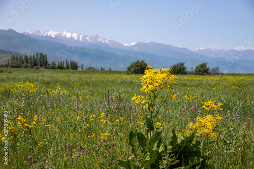 View of the mountains of the central Tien Shan in Kyrgyzstan with blooming yellow flowers