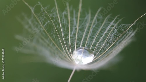 Drop of dew in a Tragopogons parachute photo