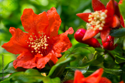 Stunning bright red flowers on pomegranate trees