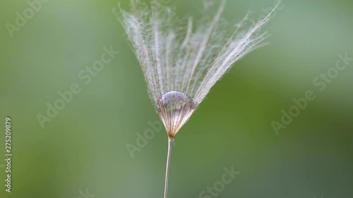 Drop of dew in a Tragopogons parachute A big drop gathered from the little ones, which had fallen from the hairs of parachute. photo