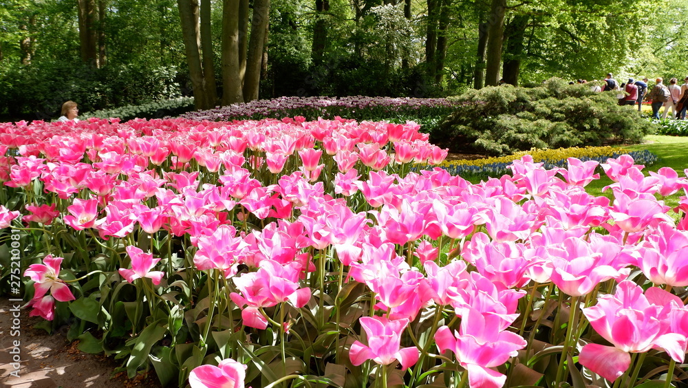 Blooming tulips flowerbed in flower garden Keukenhof, colourful background, Holland