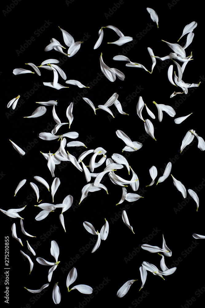 white flower lipist on black white flower lipist on black