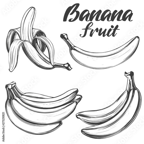 Bananas fruit set hand drawn vector illustration sketch