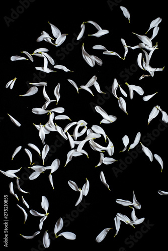 white flower lipist on black