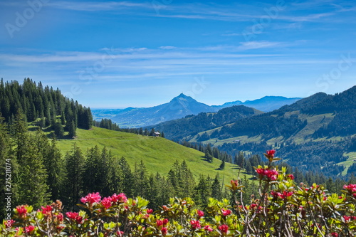 Landschaft in Bayern mit Bergblumen, Alpenrosen  © Andreas P