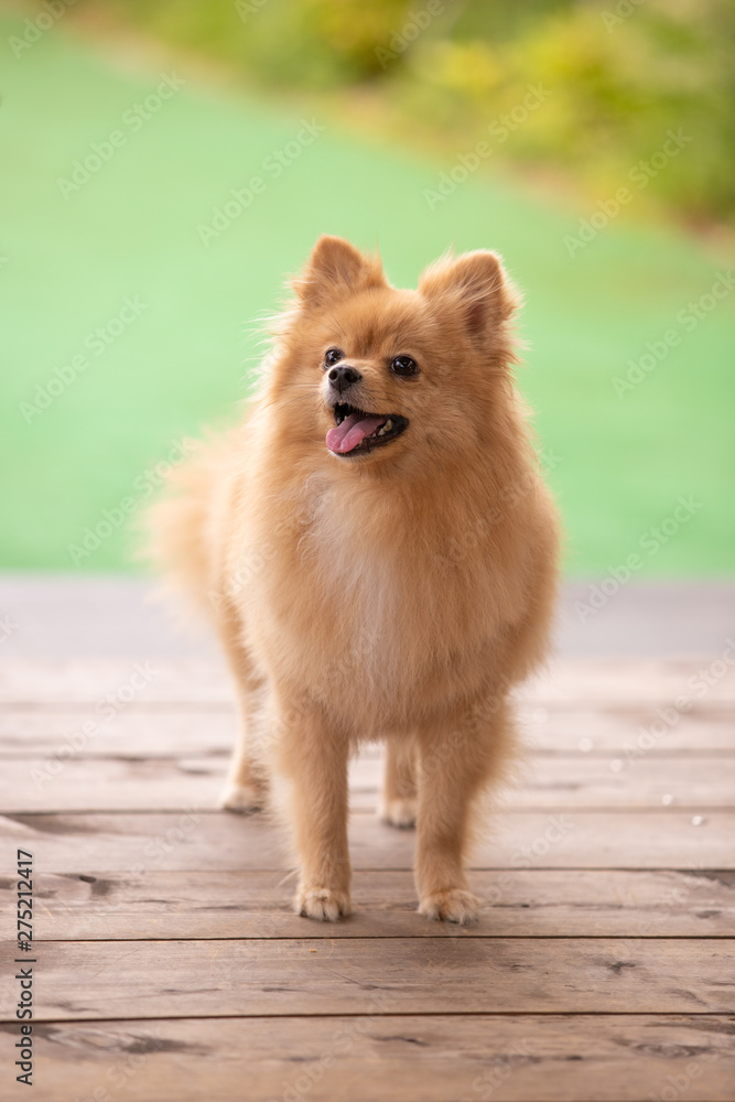 かわいいポメラニアン Stock Photo Adobe Stock かわいいポメラニアン Stock Photo Adobe Stock