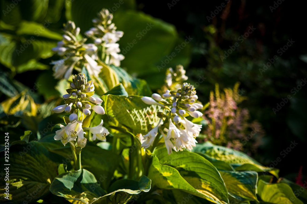 White blossom of a decorative garden plant, abstract nature background. White blossom of a decorative garden plant, abstract nature background.