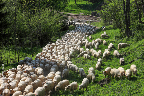 The spring exit of shepherds with herds of sheep for summer grazing photo