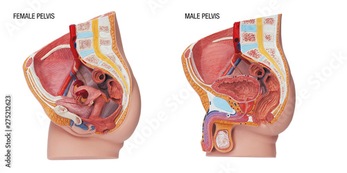 Plastic human body model with organs, urinary, pelvis part
