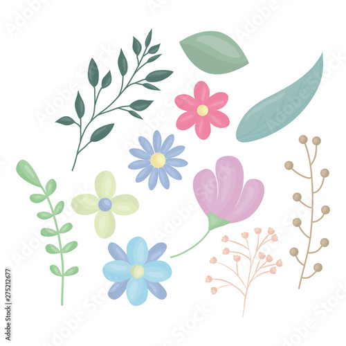 flowers and leafs decoration vector illustration